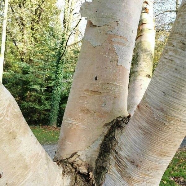 Betula ermanii Bark