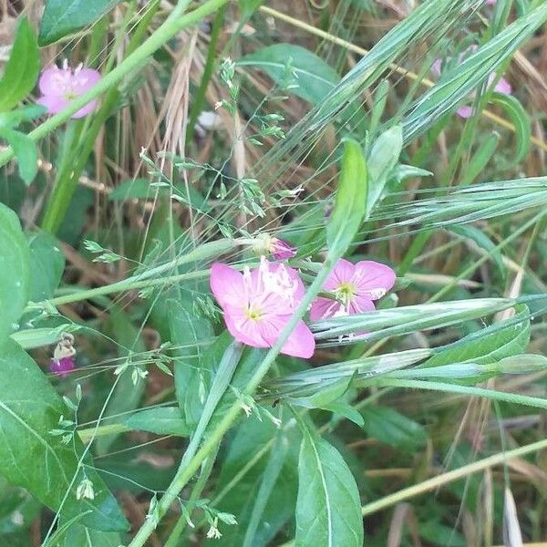 Oenothera rosea Flor