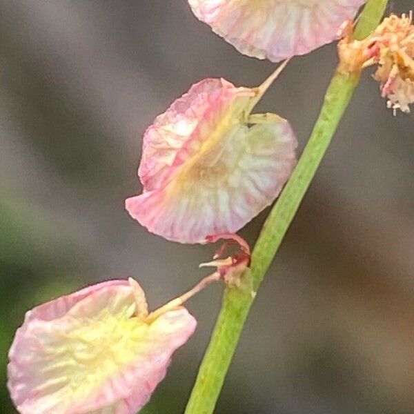 Rumex scutatus Плод