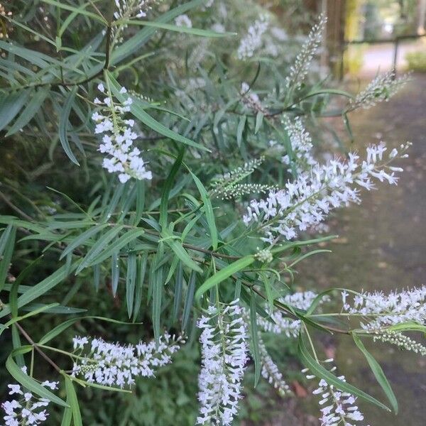 Lysimachia ephemerum Fiore