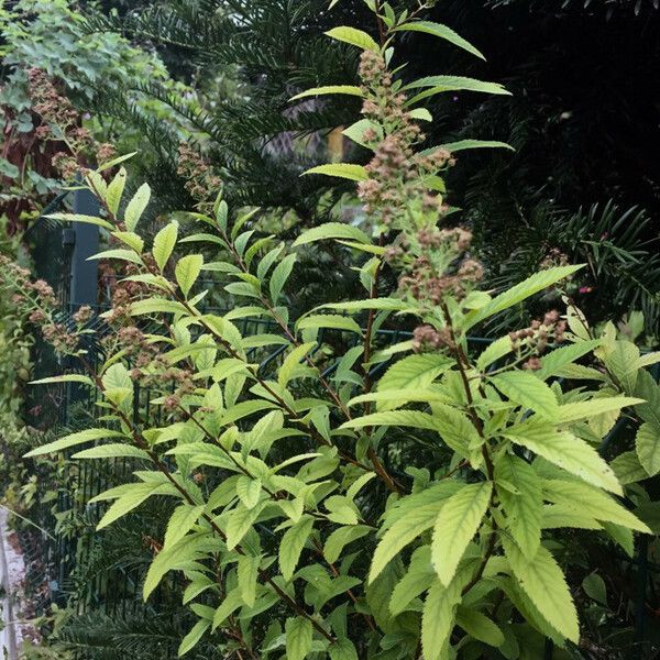 Spiraea alba Frutto