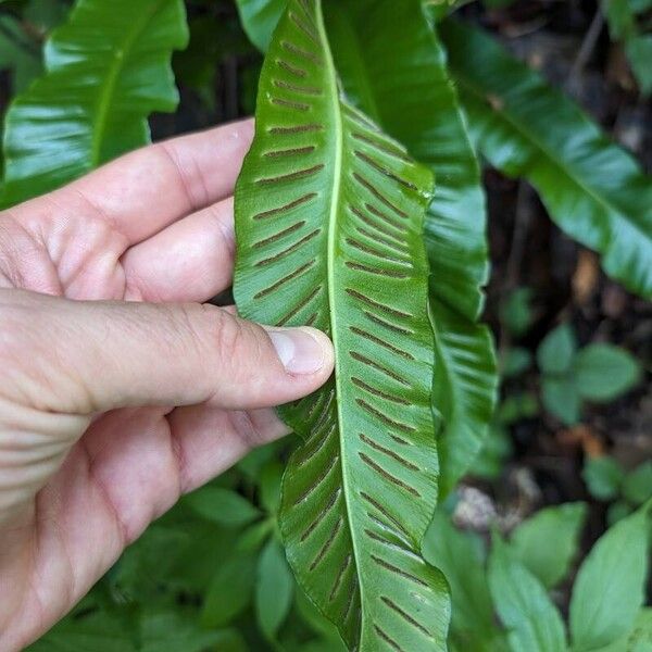 Asplenium scolopendrium Levél