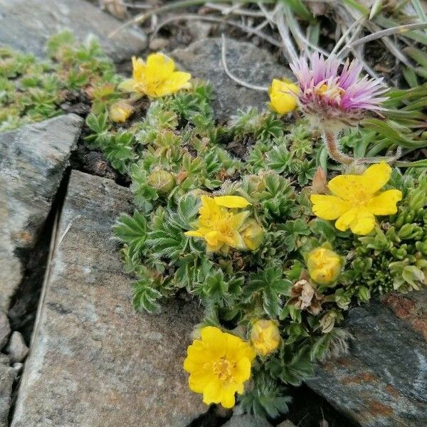 Potentilla crantzii Habitus