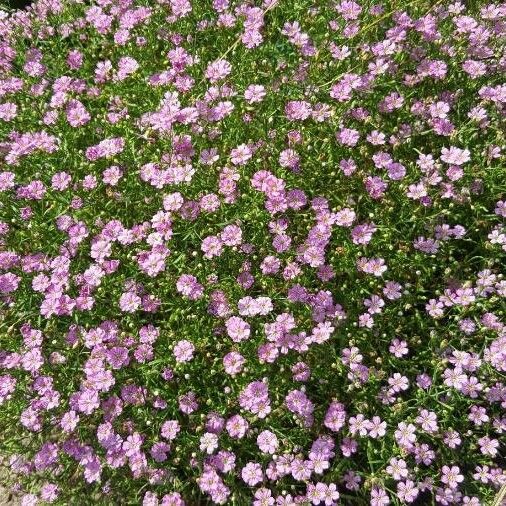 Gypsophila muralis Hábitos