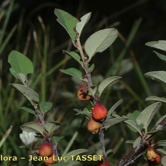 Cotoneaster uniflorus Otro