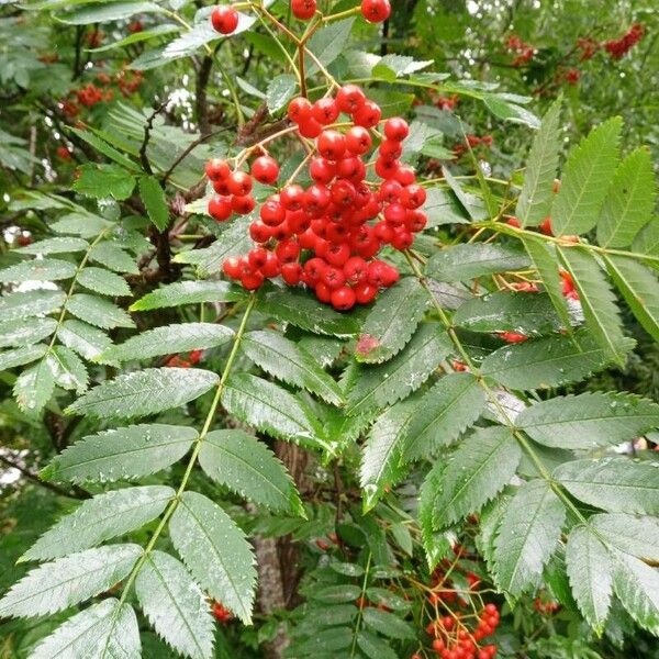 Sorbus aucuparia পাতা