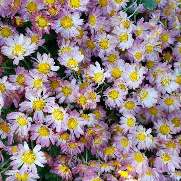 Chrysanthemum indicum Flower