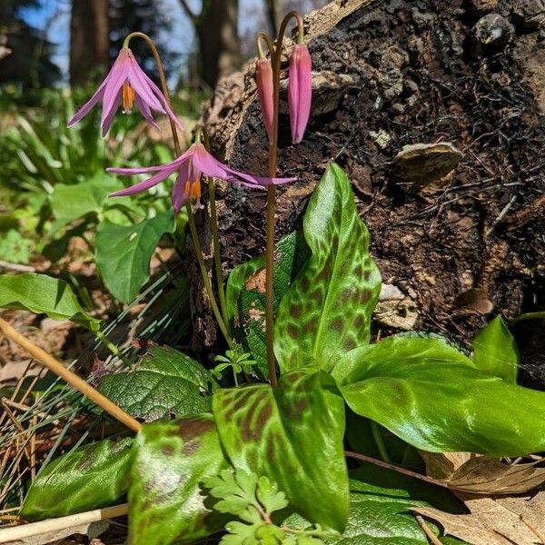 Erythronium revolutum Blatt