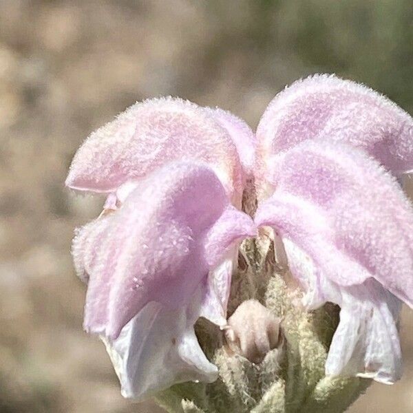 Phlomis purpurea Кветка