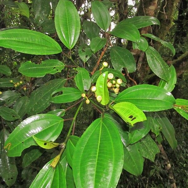 Miconia conochiriquensis