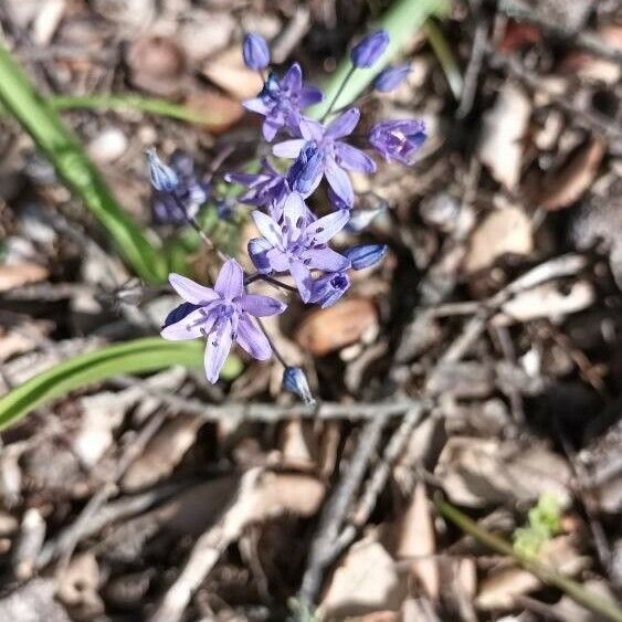 Scilla bifolia Flower