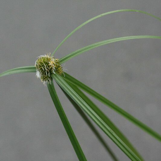 Cyperus aromaticus Foglia