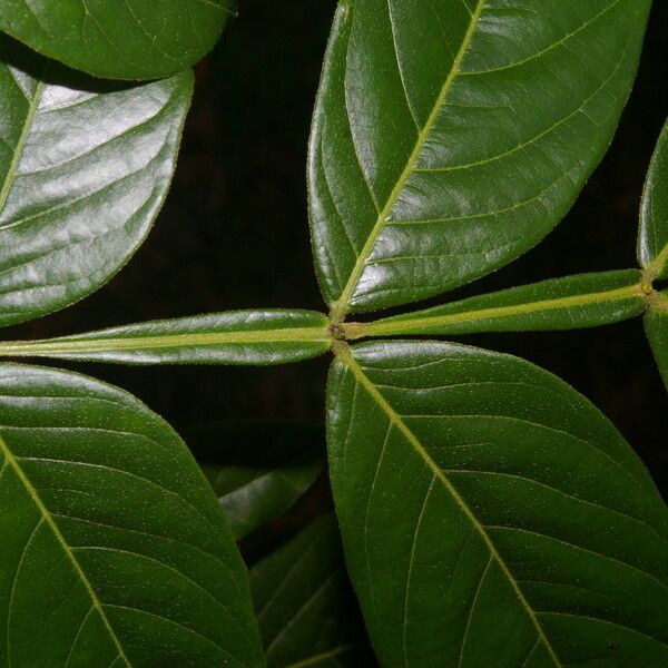 Inga densiflora Ліст