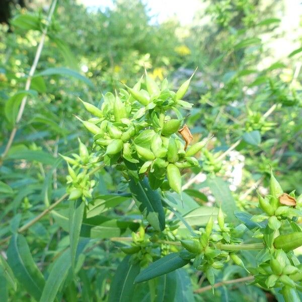 Hypericum prolificum Ffrwyth