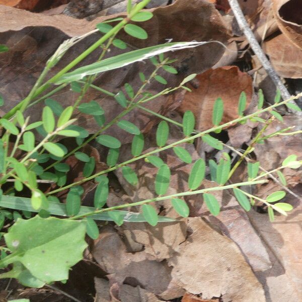 Phyllanthus virgatus Folio