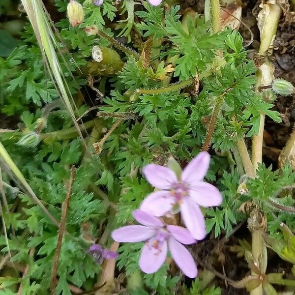 Erodium cicutarium Агульны выгляд