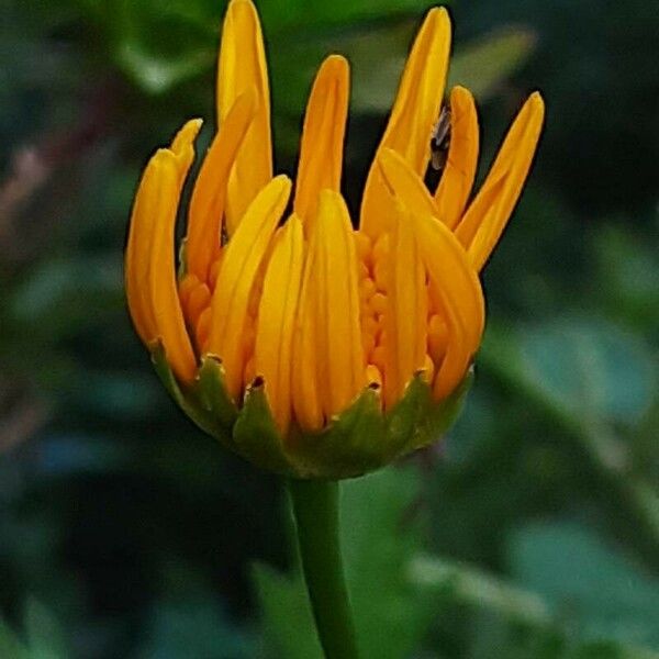 Euryops chrysanthemoides Blüte