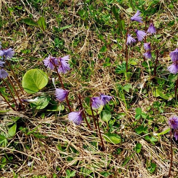 Soldanella alpina Кветка