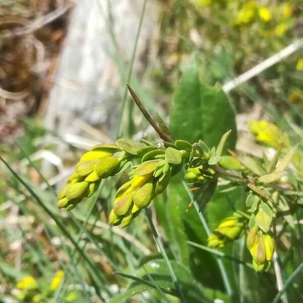 Genista anglica Beste bat