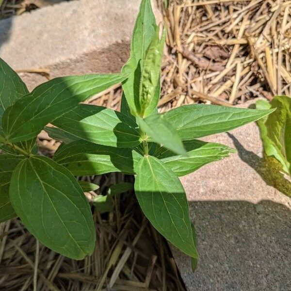 Spigelia marilandica Foglia