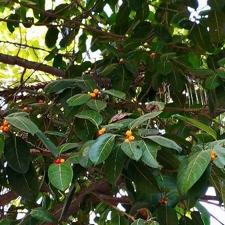 Ficus altissima Frukt