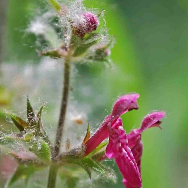 Stachys sylvatica Flower