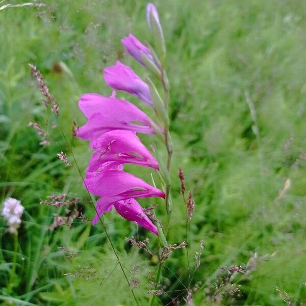 Gladiolus imbricatus Цвят