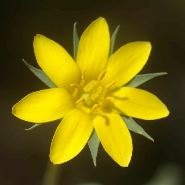 Blackstonia imperfoliata Blüte