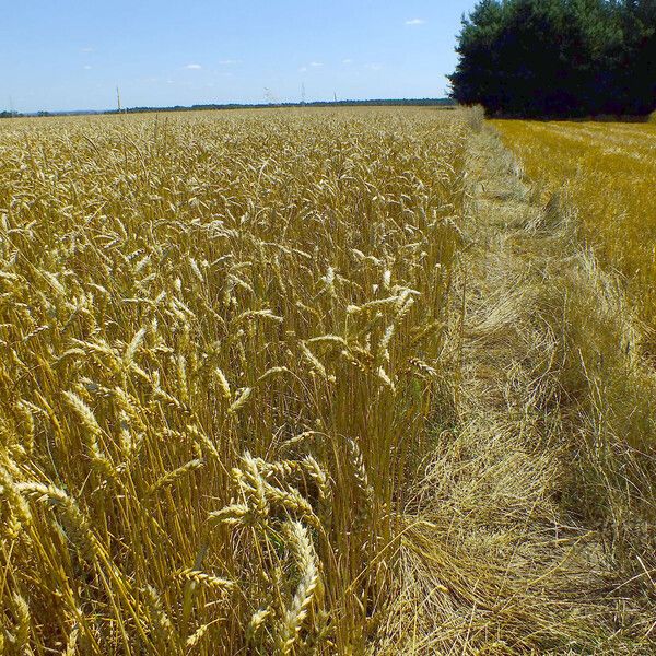 Triticum aestivum Habit