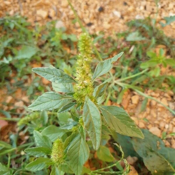 Amaranthus retroflexus Leaf