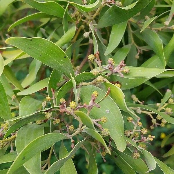 Acacia melanoxylon Blomma