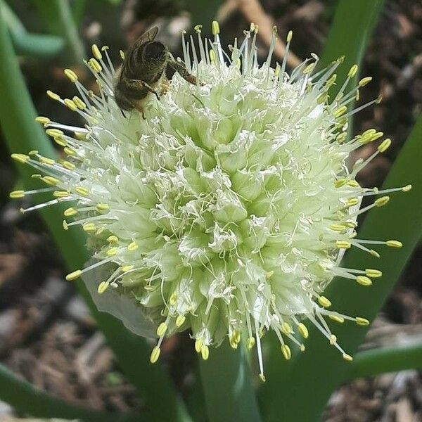 Allium fistulosum Õis