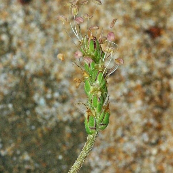 Plantago weldenii Floare