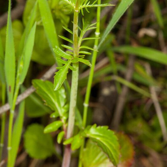 Centranthus calcitrapae 葉
