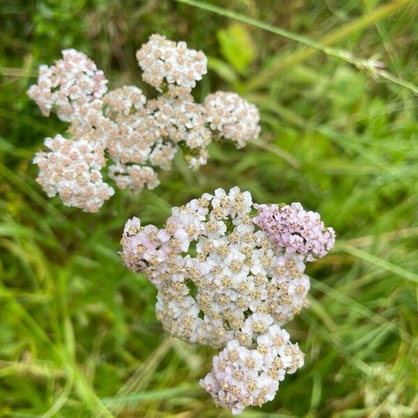 Achillea millefolium പുഷ്പം