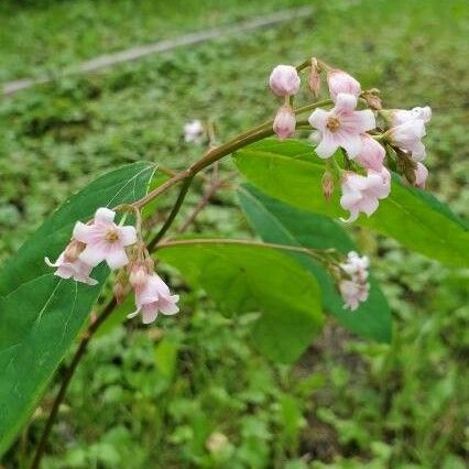 Apocynum androsaemifolium Flower