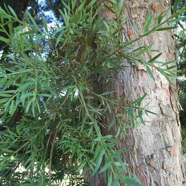 Afrocarpus falcatus Habit