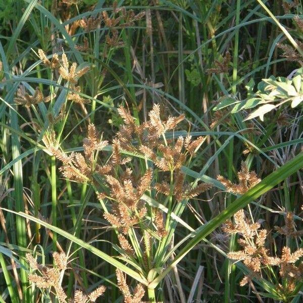 Cyperus compressus Blüte