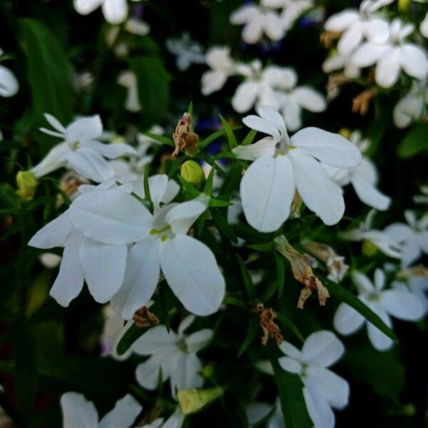 Lobelia erinus Λουλούδι