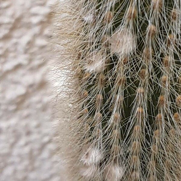 Cleistocactus baumannii Flower