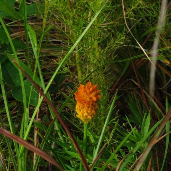 Polygala lutea Květ