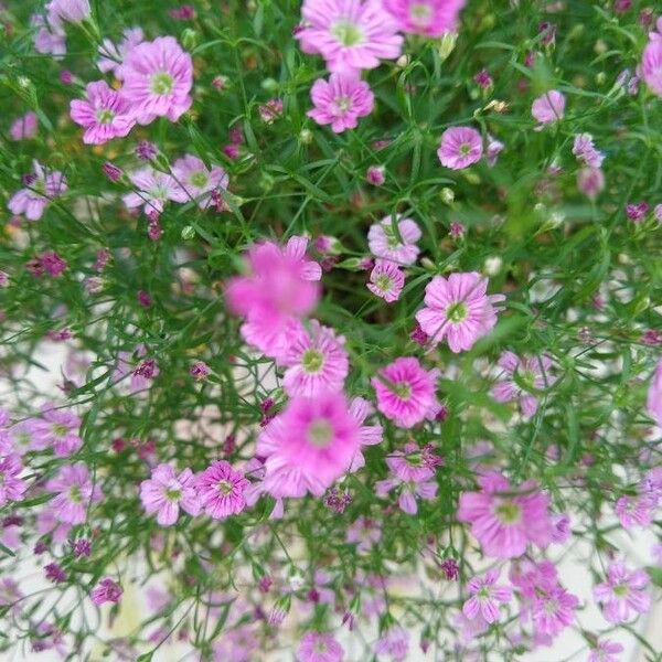 Gypsophila muralis Flors