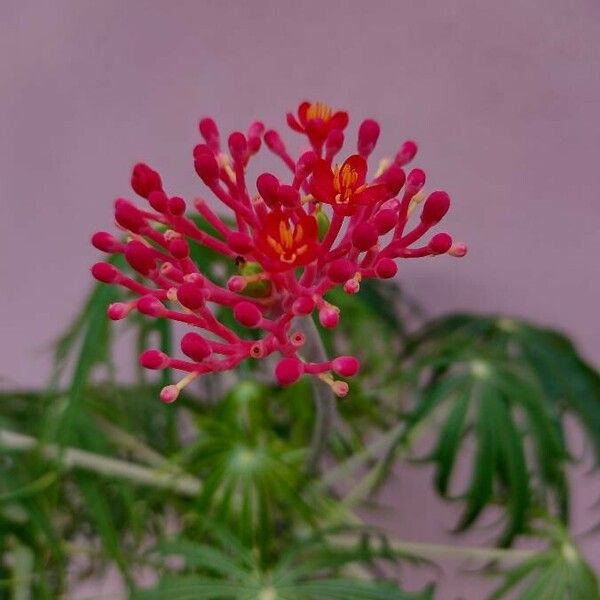 Jatropha multifida Flower