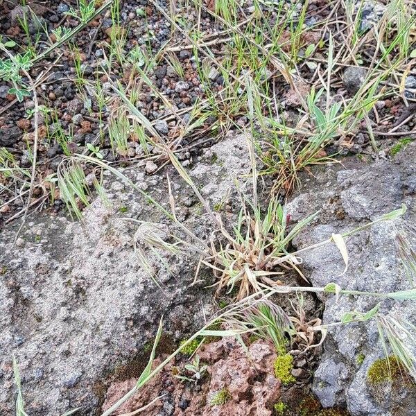 Bromus tectorum عادت داشتن