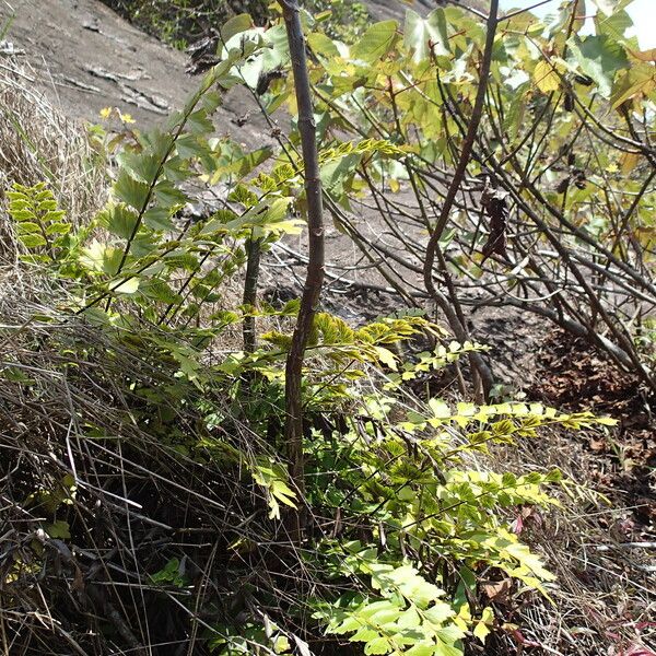 Asplenium stuhlmannii Folha