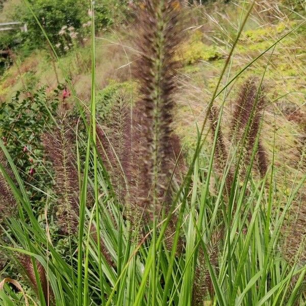 Cenchrus alopecuroides Flower