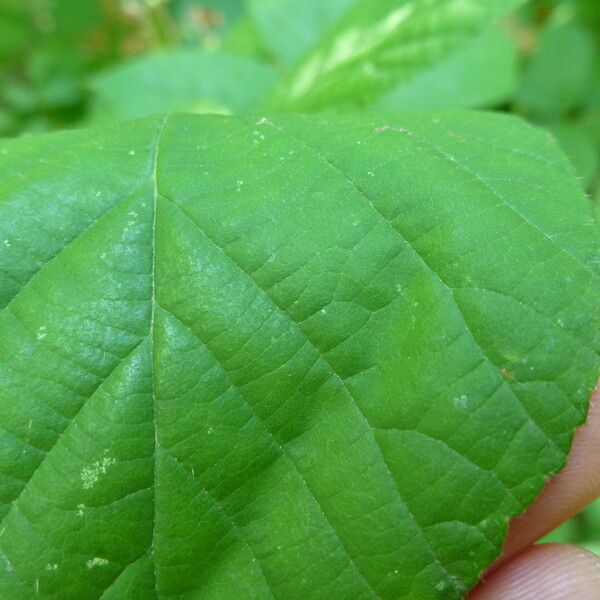 Rubus koehleri Arall