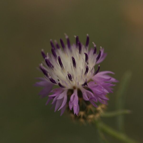 Centaurea aspera Λουλούδι