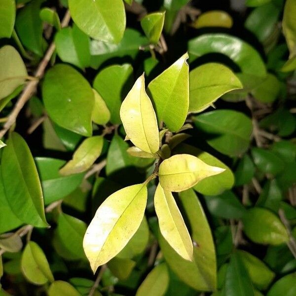 Myrtus communis Blad