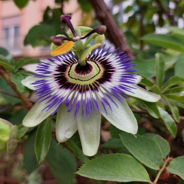 Passiflora caerulea Blüte